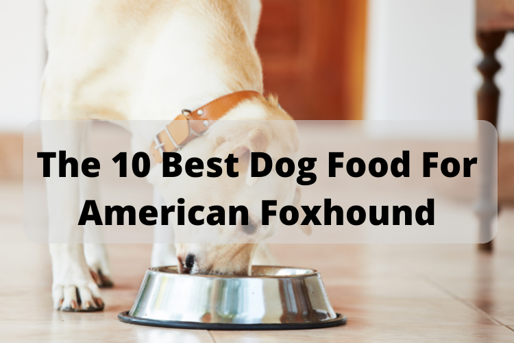 The 10 Best Dog Food For American Foxhound