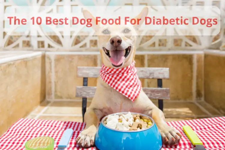 The 10 Best Dog Food For Diabetic Dogs