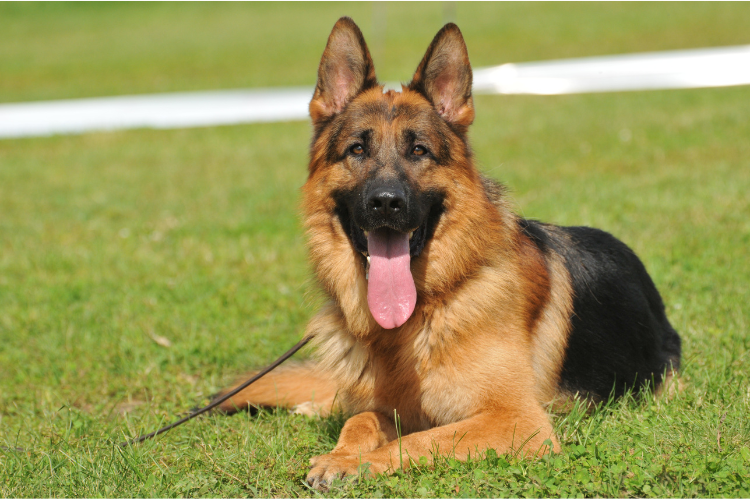 Best Dog Food For German Shepherd