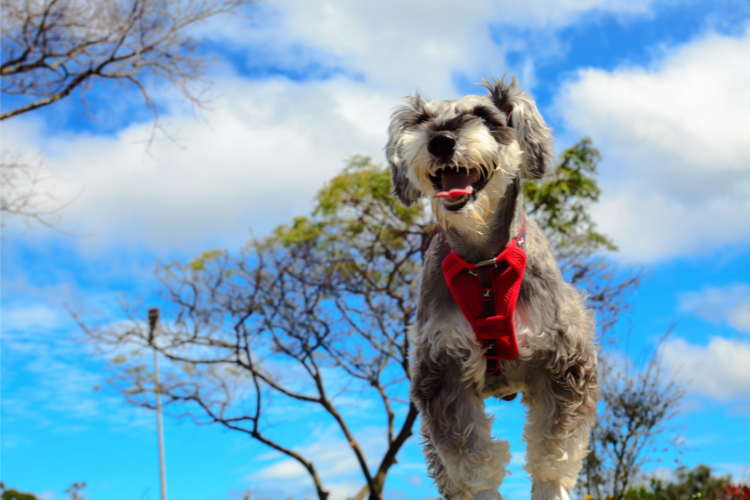 10 Best Dog Food For Miniature Schnauzers With Allergies