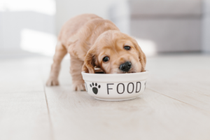 Best Dog Food For Picky Eaters Small Breed