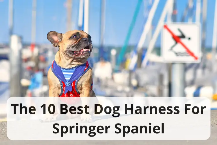 Best Dog Harness For Springer Spaniel