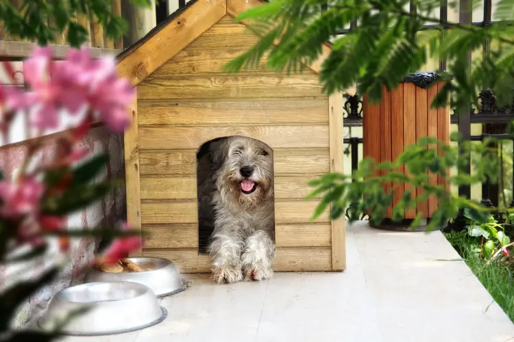 Best Dog House For Large Dogs