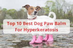 Best Dog Paw Balm For Hyperkeratosis