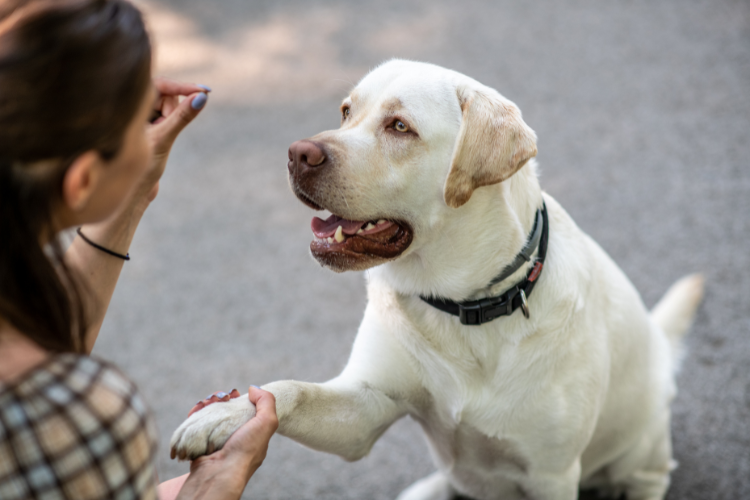 The 10 Best Dog Treats For Cocker Spaniels