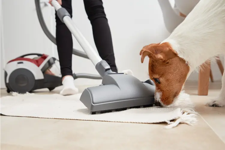 Best Enzyme Carpet Cleaner For Dog Urine
