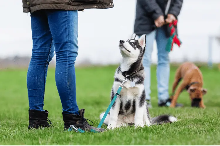 the-10-best-food-for-puppy-with-rickets-in-august-2022