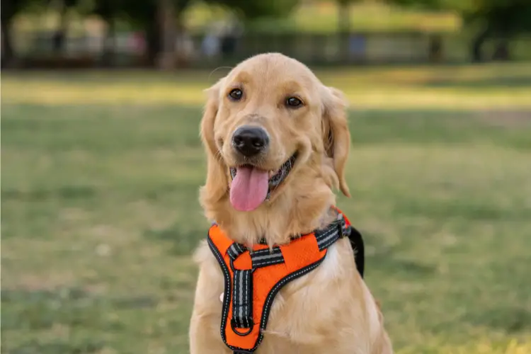 Best Harness For Golden Retriever Puppy