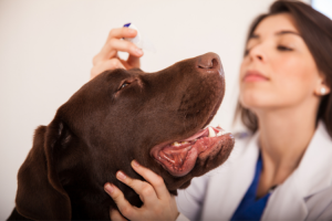 Best Over The Counter Dry Eye Drops For Dogs