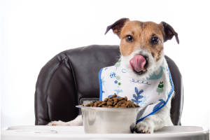 Best Salmon Grain Free Dog Food