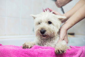 Best Shampoo For White Dogs With Sensitive Skin
