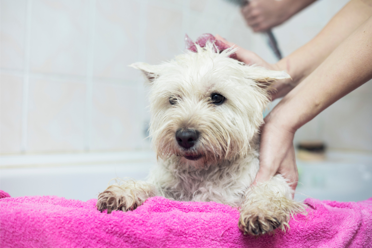 Best Shampoo For White Dogs With Sensitive Skin