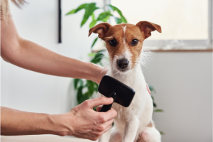 Best Slicker Brush For Golden Retriever