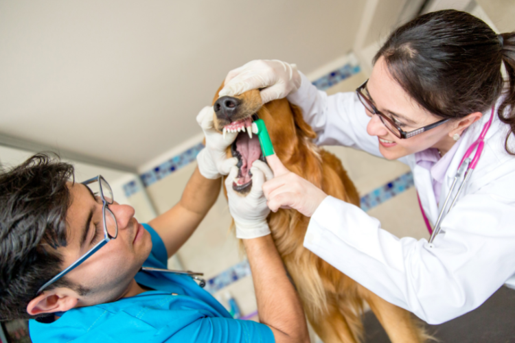 Top 10 Best Teeth Cleaning Treats For Dogs