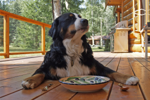 Best Wet Dog Food For Senior Small Breeds