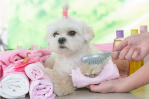 Best Whitening Shampoo For Maltese