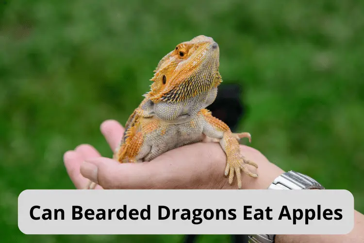 Can Bearded Dragons Eat Apples
