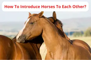 How To Introduce Horses To Each Other