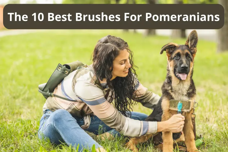 Best Brushes For Pomeranians