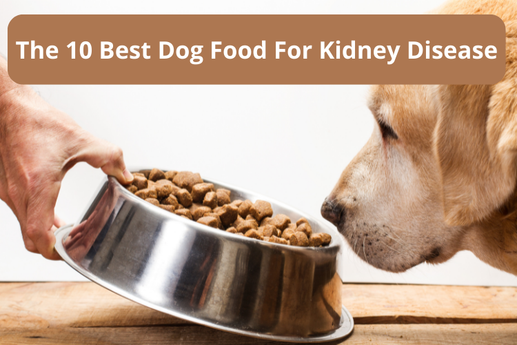 Best Dog Food For Kidney Disease