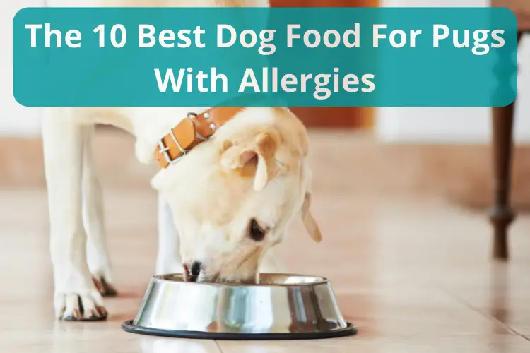 The 10 Best Dog Food For Pugs With Allergies