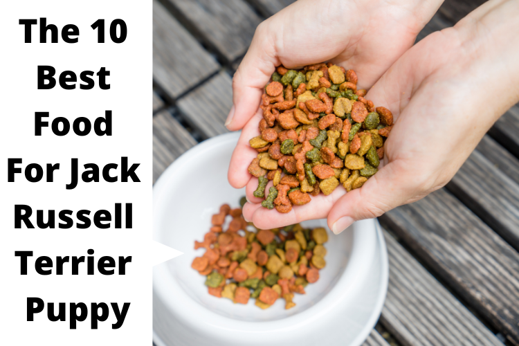 The 10 Best Food For Jack Russell Terrier Puppy