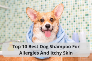 Best Dog Shampoo For Allergies And Itchy Skin