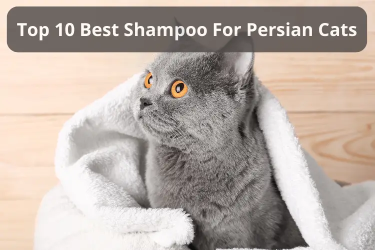 Best Shampoo For Persian Cats