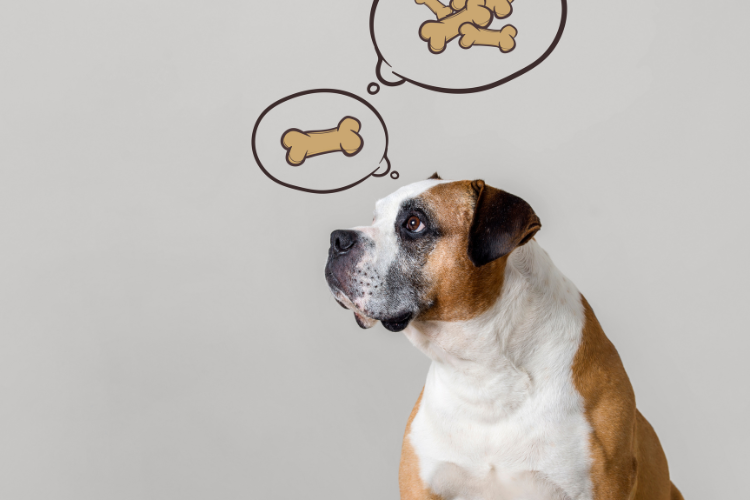 The 10 Best Non Rawhide Bones For Strong Chewers