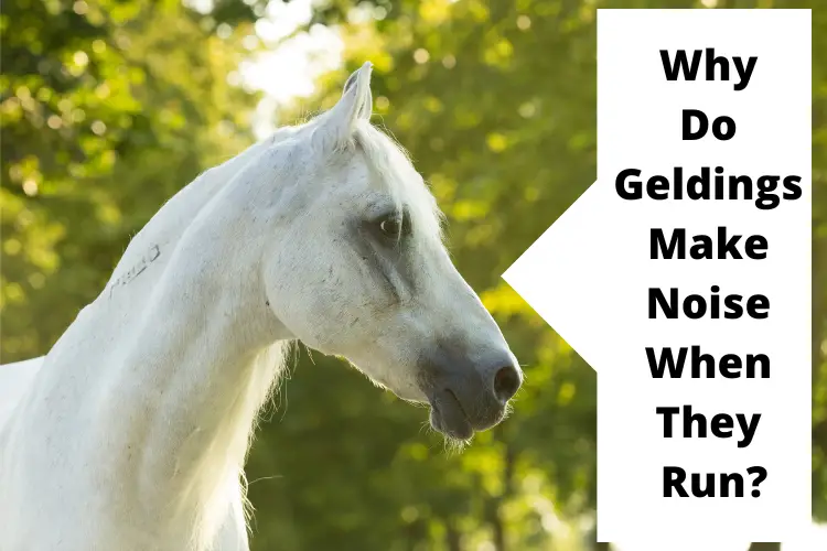 Why Do Geldings Make Noise When They Run