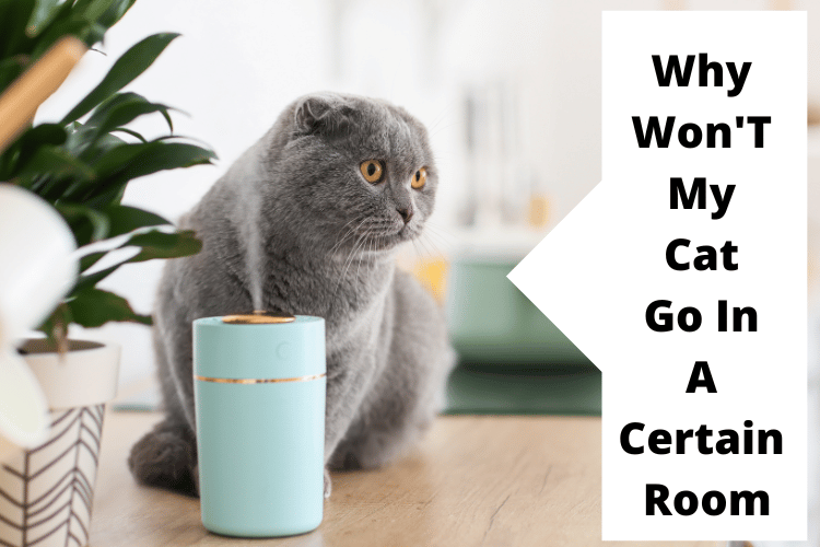 Why Won'T My Cat Go In A Certain Room