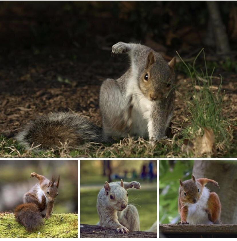Can Squirrels Die From Falling?