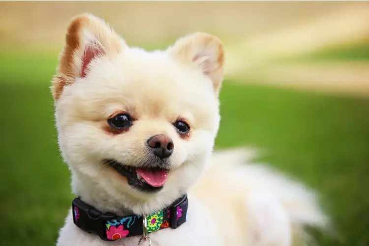 The 10 Best Shock Collar For Dogs With Thick Fur