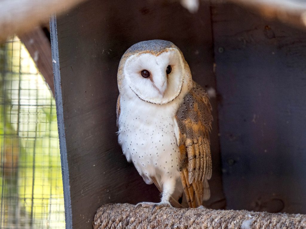How To Get A Pet Owl In Texas?