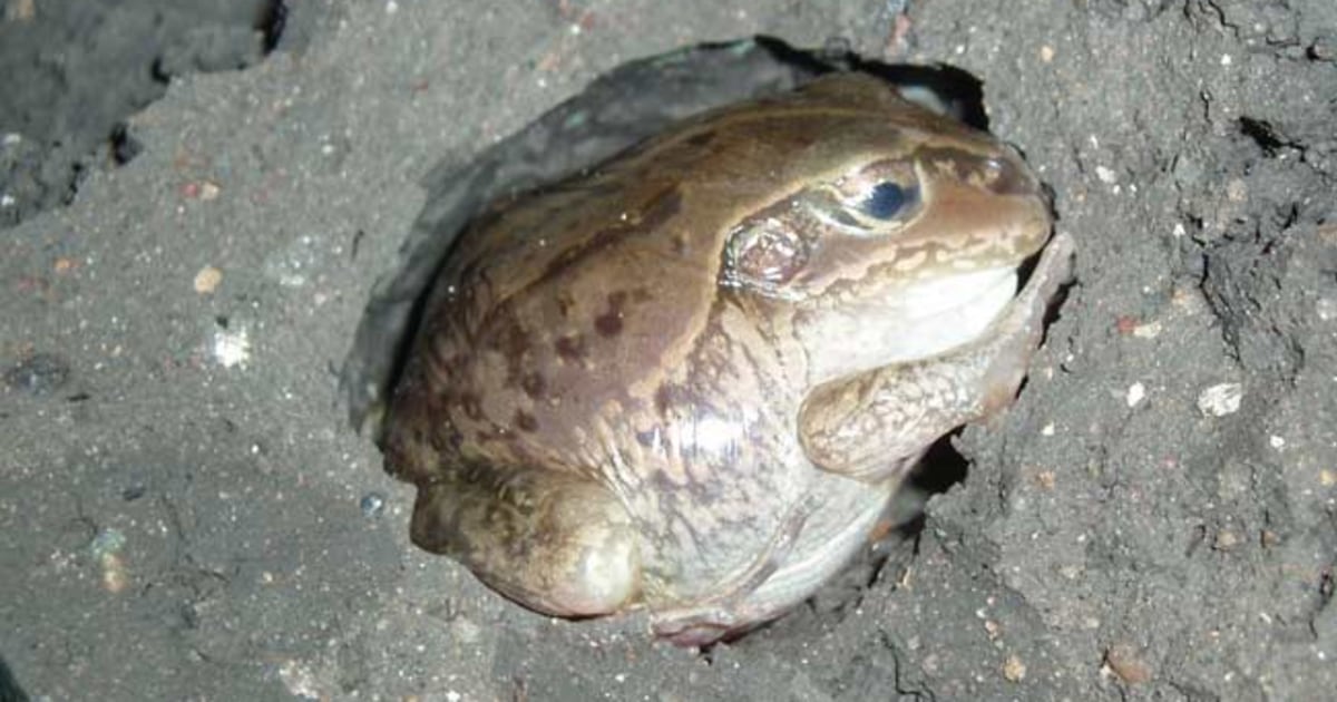 can-a-frog-survive-with-3-legs-is-it-really-possible