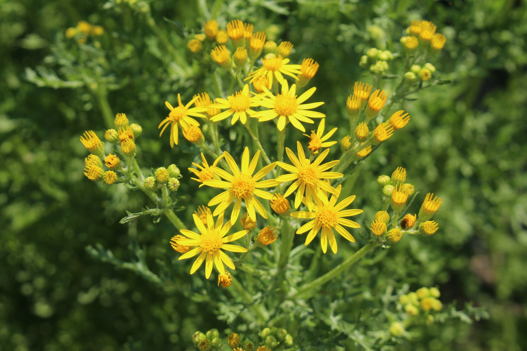 What to Feed a Horse With Liver Damage?