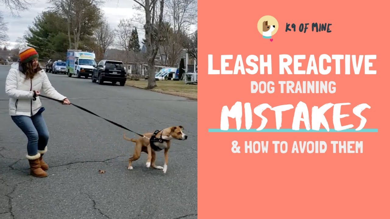 How to Walk a Leash Aggressive Dog?