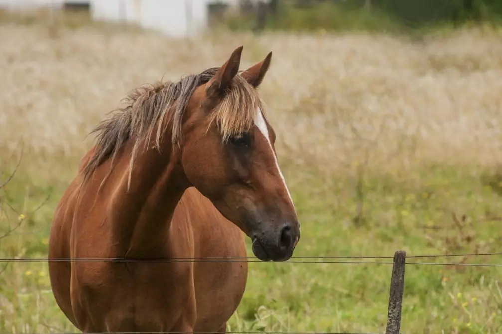 Are Horses Afraid of Camels