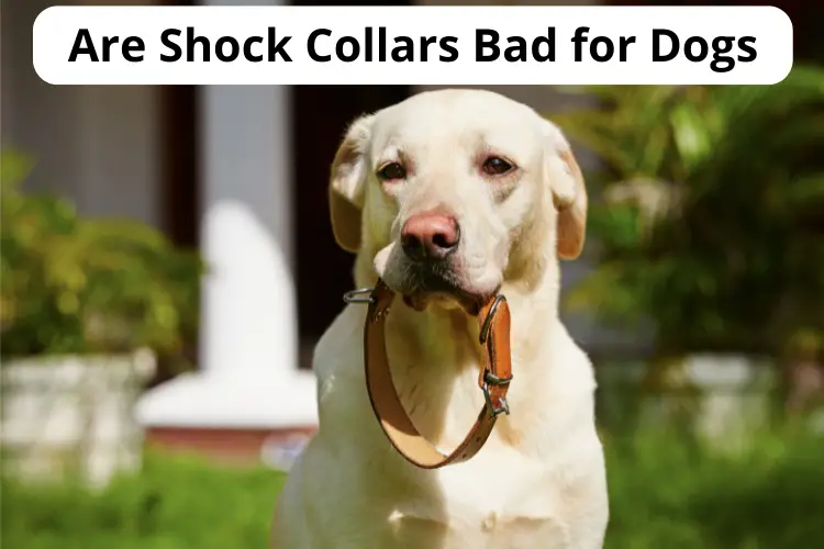 Are Shock Collars Bad for Dogs