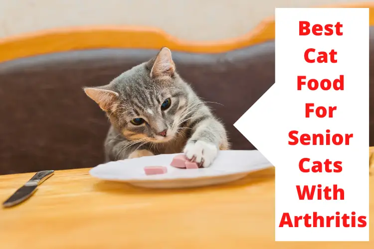 Best Cat Food For Senior Cats With Arthritis