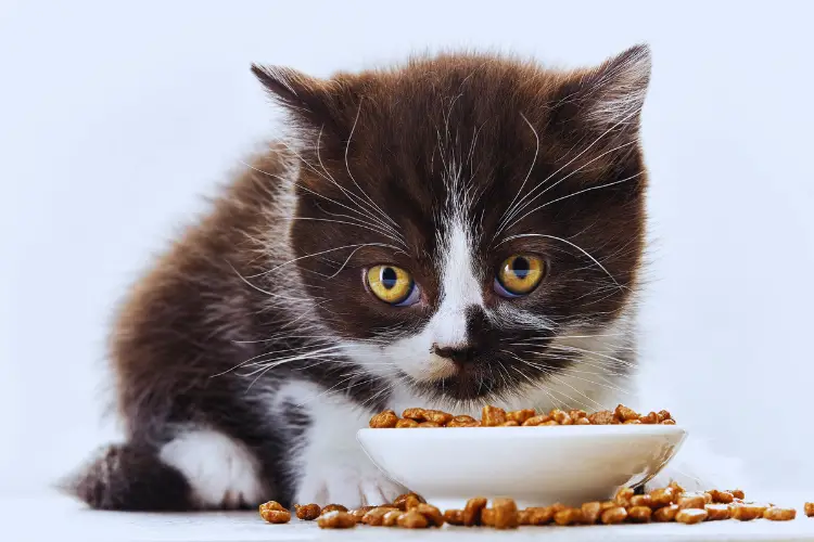 Best Cat Food To Avoid Stinky Poop