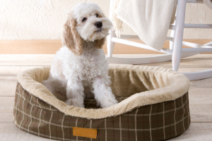 Best Cave Bed For Large Dogs