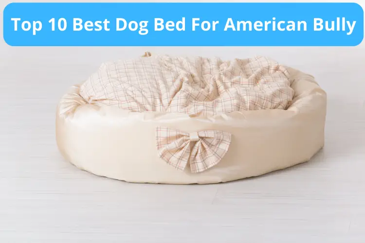 Best Dog Bed For American Bully
