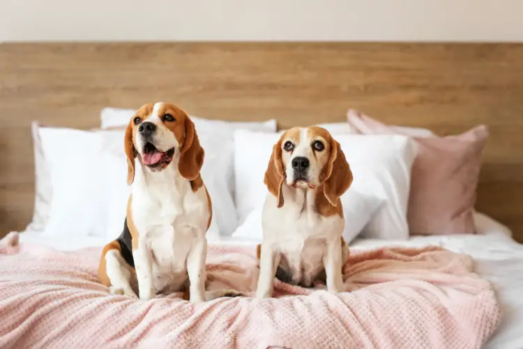 Best Dog Bed For Golden Retriever Puppy