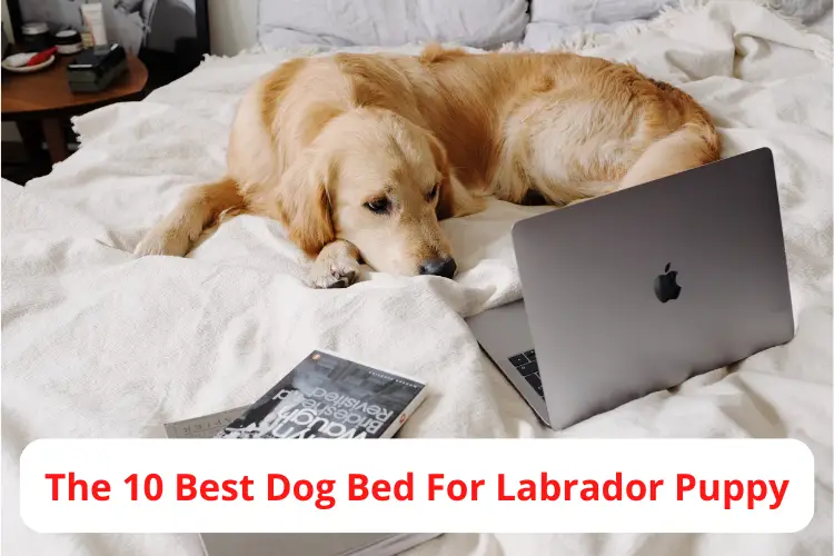 Best Dog Bed For Labrador Puppy