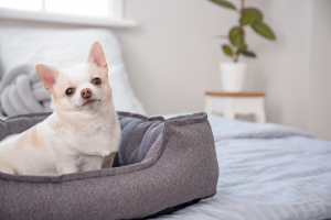 Best Dog Beds For Boxers