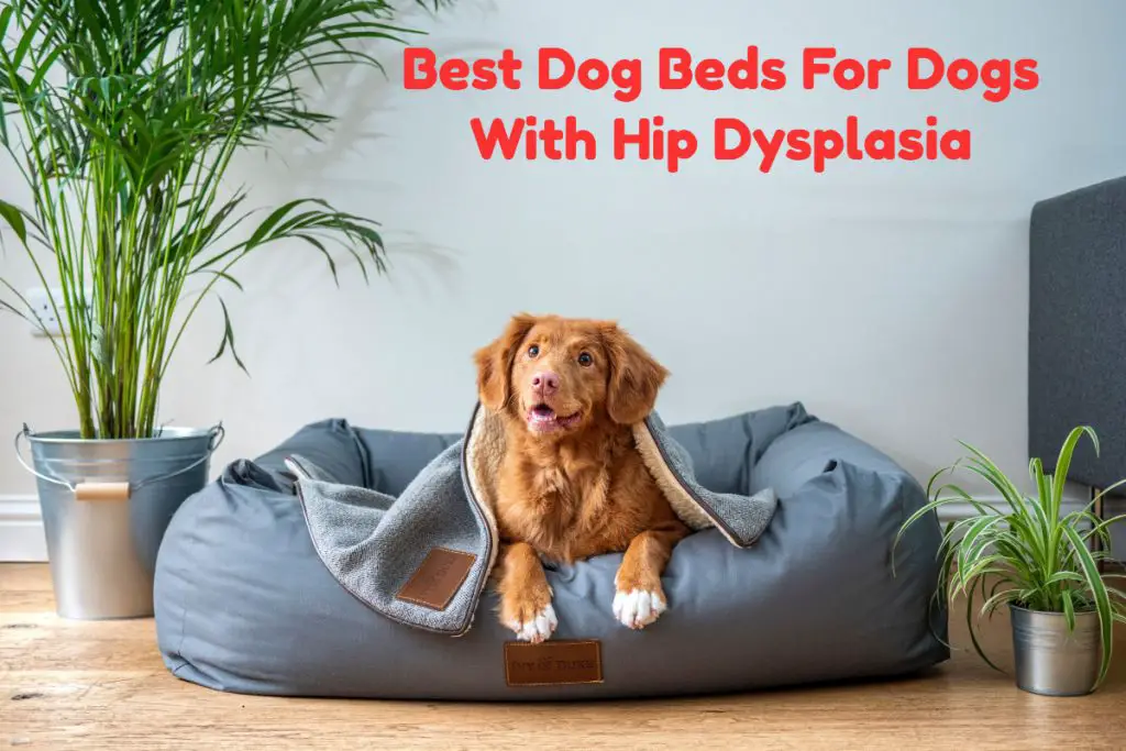 Best Dog Beds For Dogs With Hip Dysplasia
