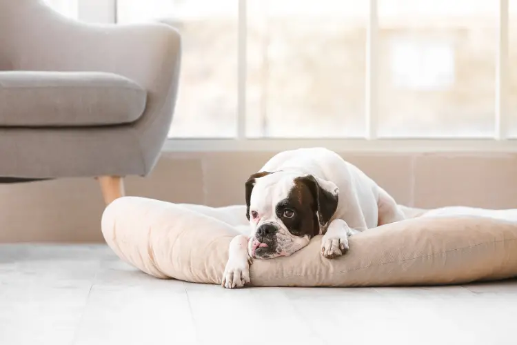 Best Dog Beds For French Bulldogs