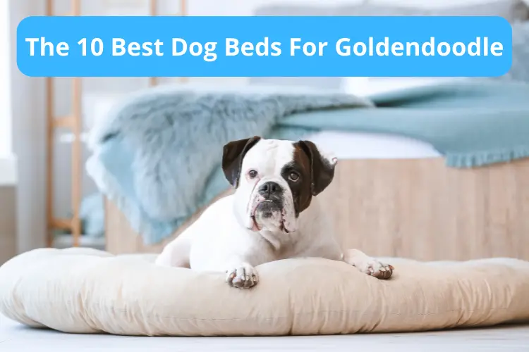 Best Dog Beds For Goldendoodle