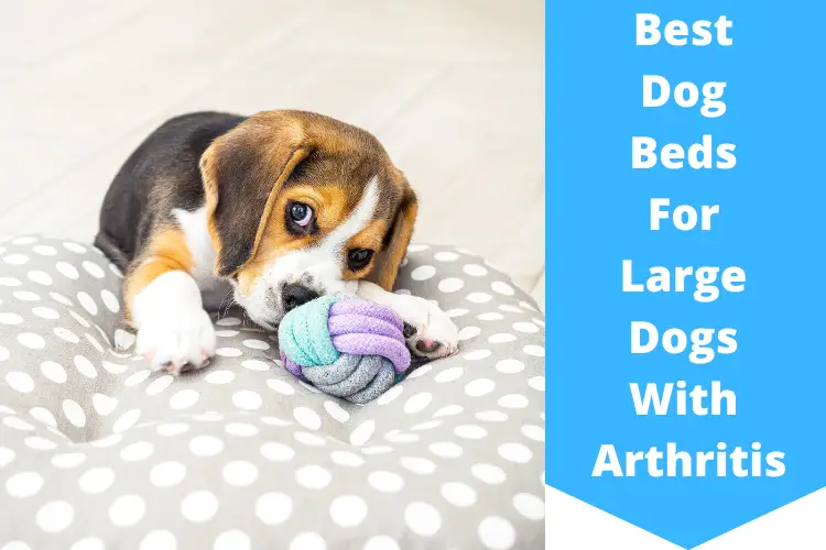 Best Dog Beds For Large Dogs With Arthritis